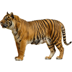 Tiger PNG-23250